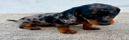 Teckel Miniatura perros en venta: Teckel kaninchen arlequín merle blue - Anuncio 14