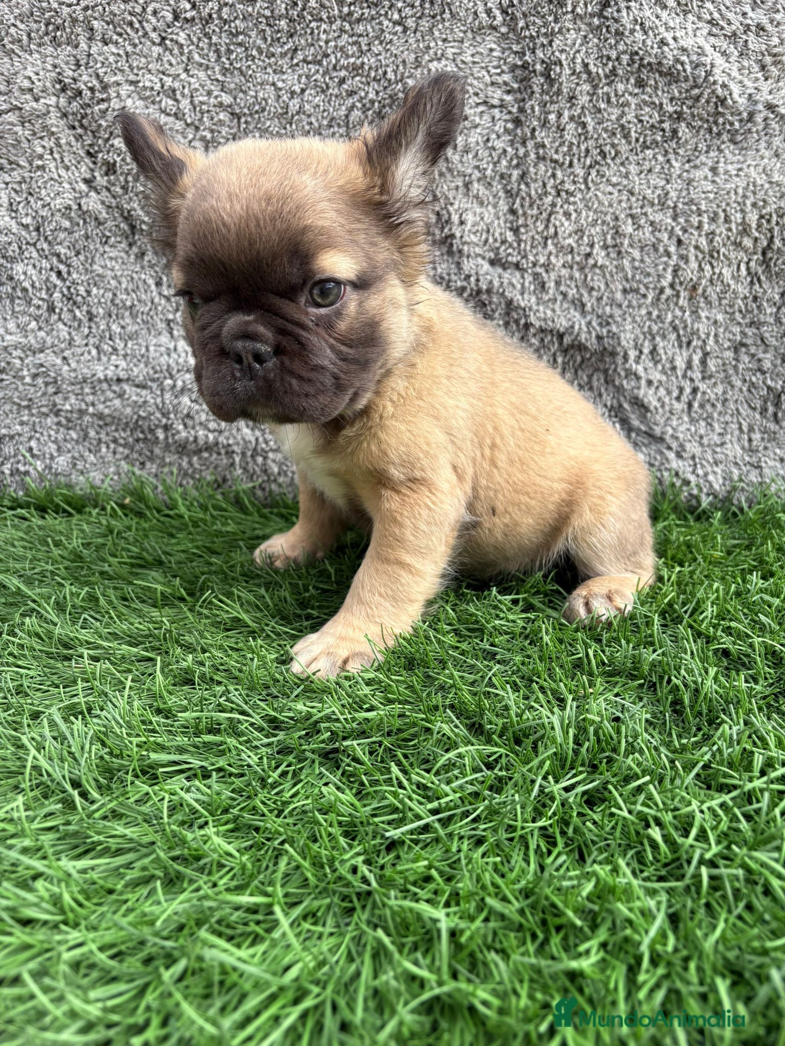 Bulldog Francés perros Cachorros Bulldog Frances Fluffy macho y hembra - Anuncio 1