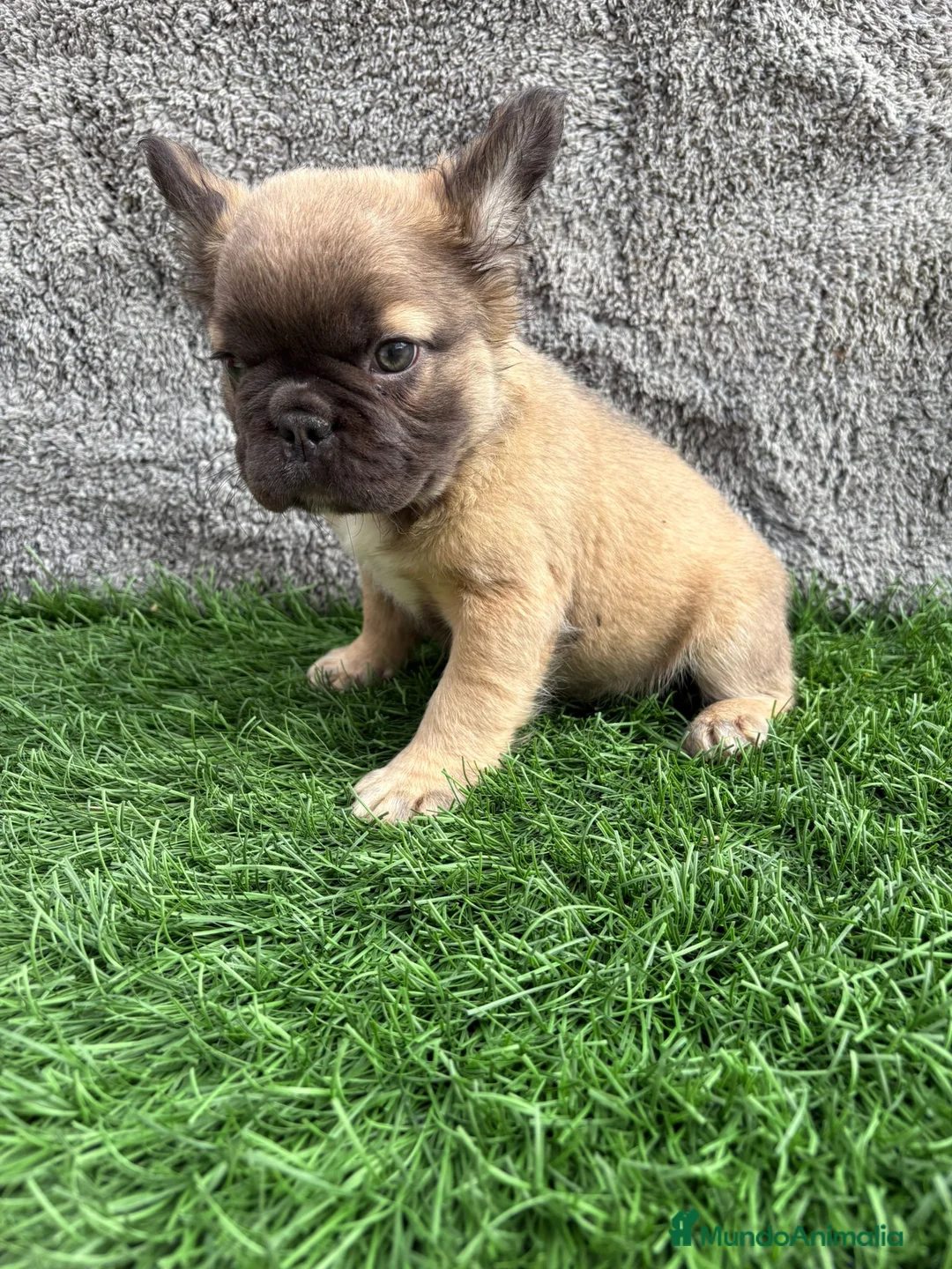 Bulldog Francés perros en venta: Cachorros Bulldog Frances Fluffy macho y hembra - Anuncio 1