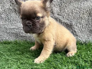 Bulldog Francés perros Cachorros Bulldog Frances Fluffy macho y hembra - Anuncio 1