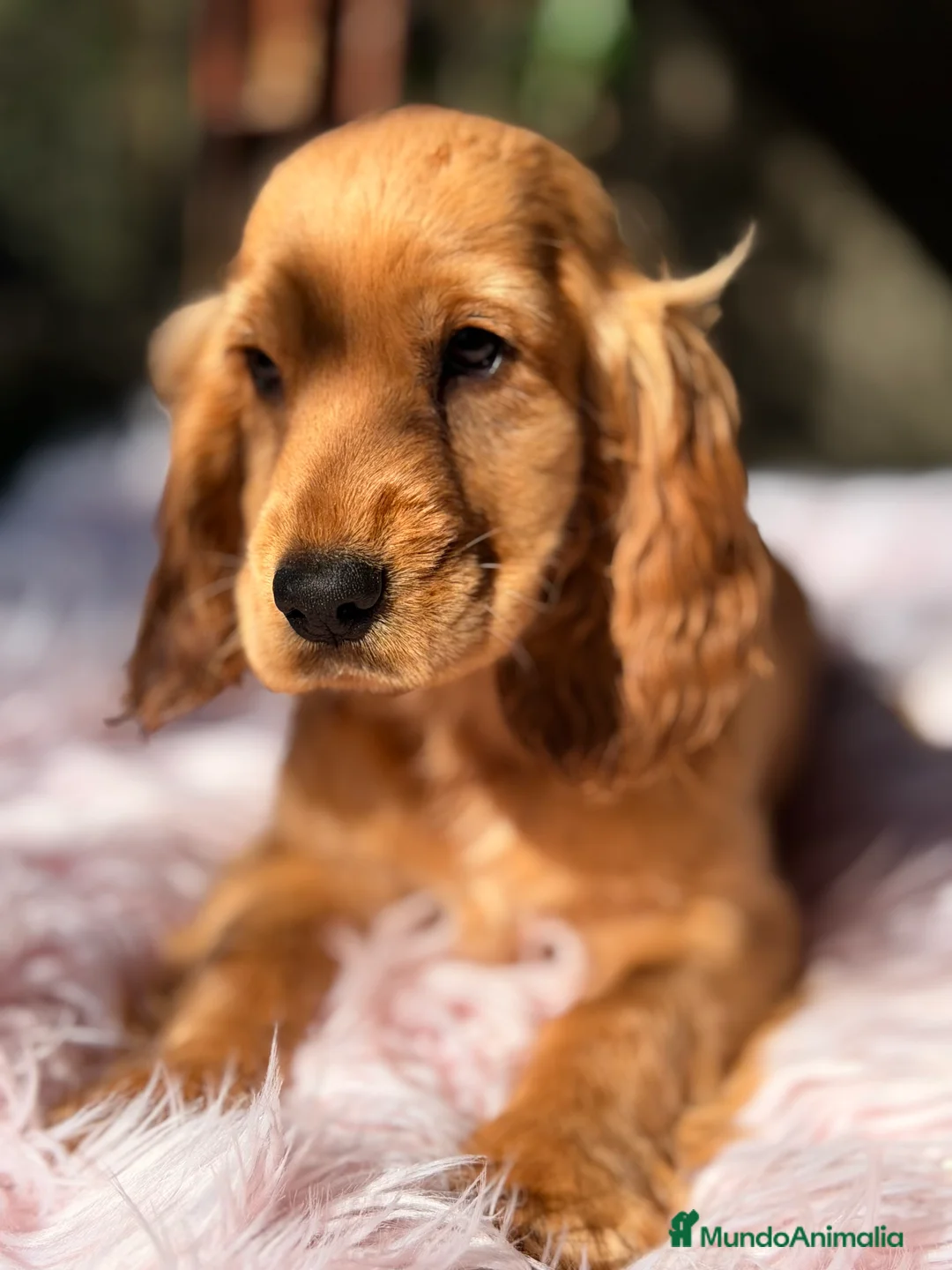 Cocker Spaniel Inglés perros en venta: Cocker dorada hembra - Anuncio 7