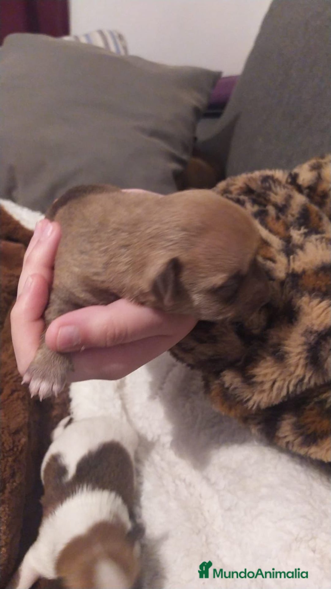 Chihuahua perros en venta: Chihuahua toy - Anuncio 5