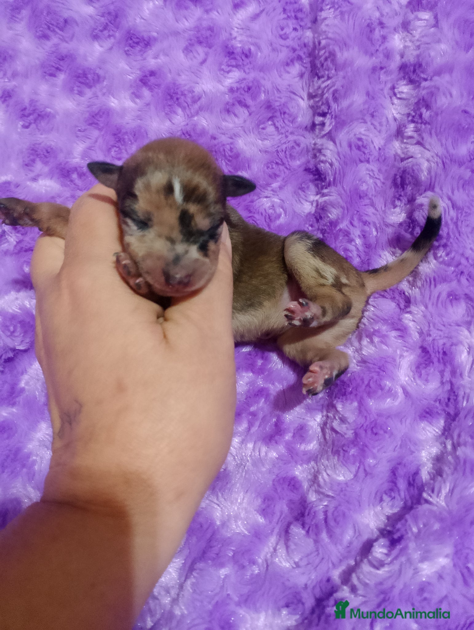 Raza Mixta perros Camada de Greyhuahua  - Anuncio 35