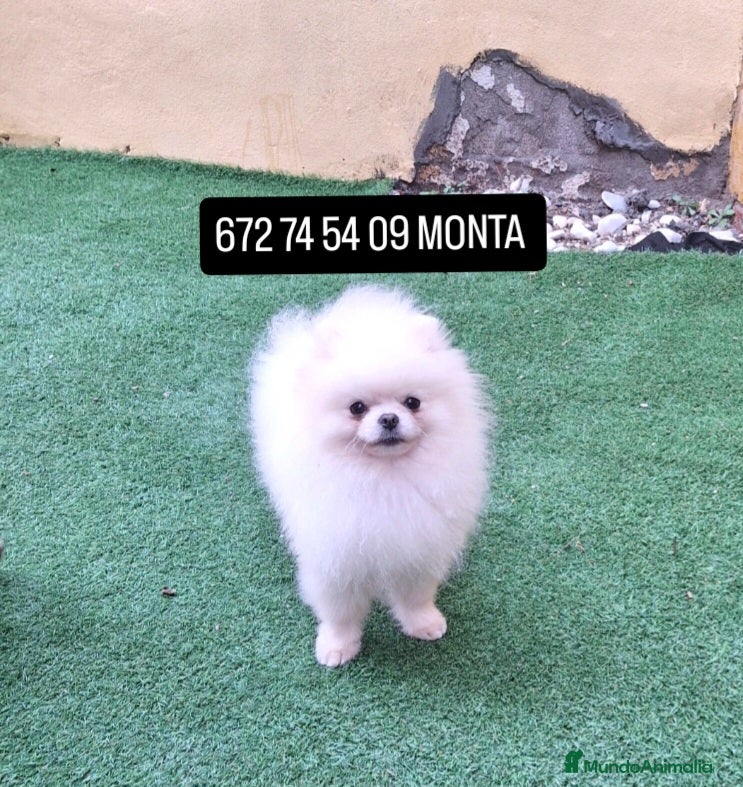 Pomerania perros para monta: POMERANIA (MONTAS) - Anuncio 1