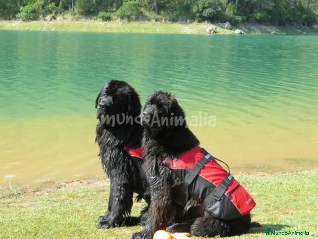 Imagen de galería {{count}}