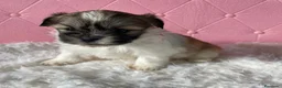 Shih Tzu perros en venta: Shih Tzu  - Anuncio 6