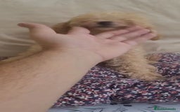 Caniche Toy perros en venta: CANICHES MACHOS CALIDAD Y SELECCIÓN  - Imagen 6