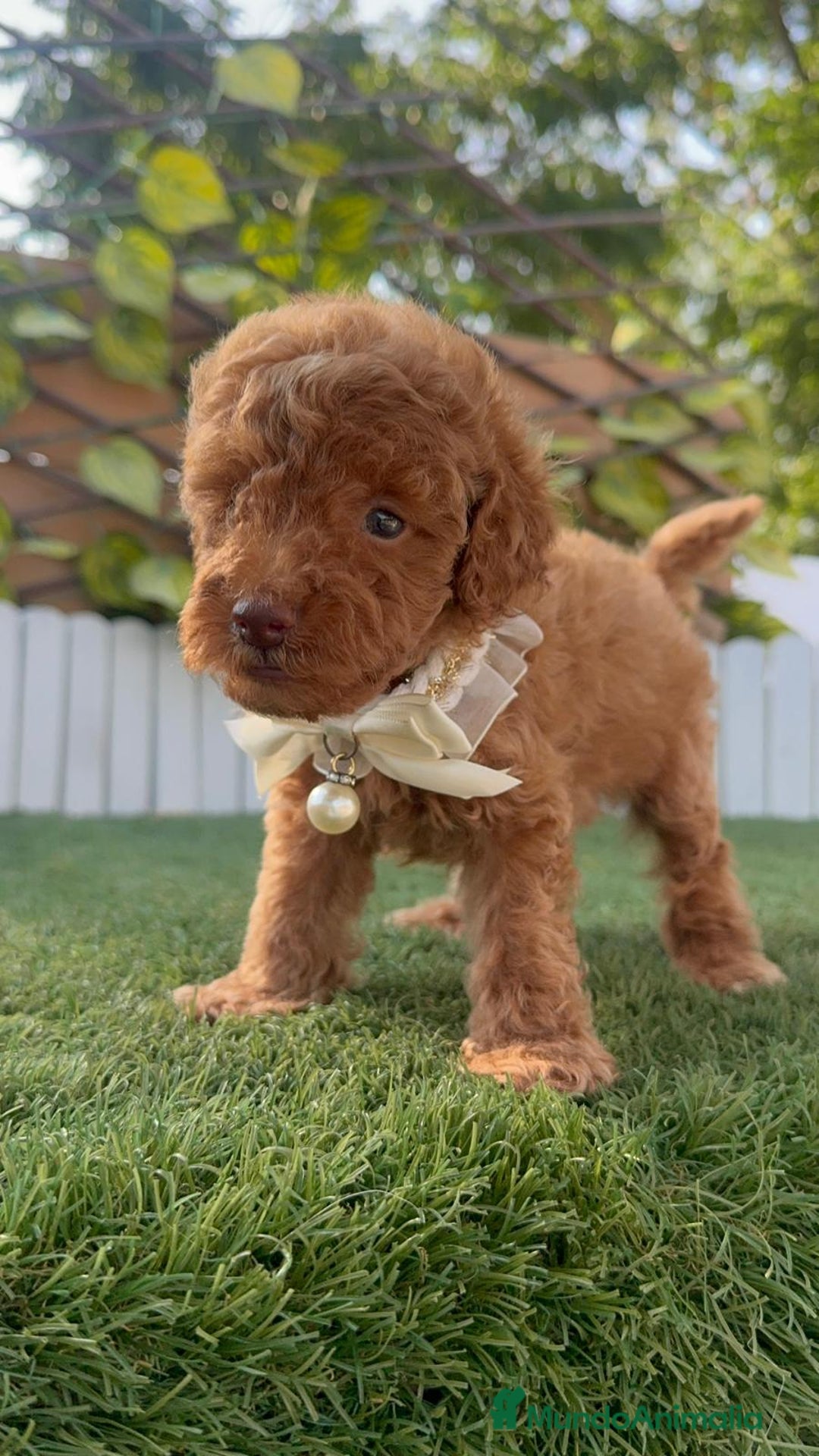 Caniche Toy perros en venta: CANICHE TOY EN SEVILLA, ENVIO A TODA ESPAÑA - Imagen 5