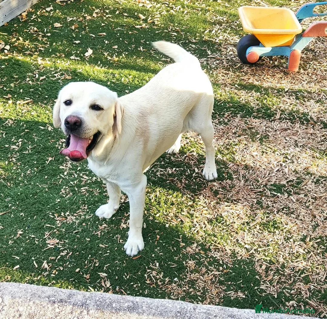 Labrador Retriever perros en venta: Labrador Retriever  - Anuncio 1