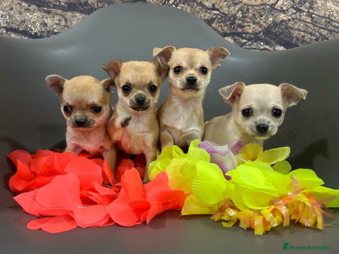Chihuahua perros en venta: Chihuahua mini - Imagen 4