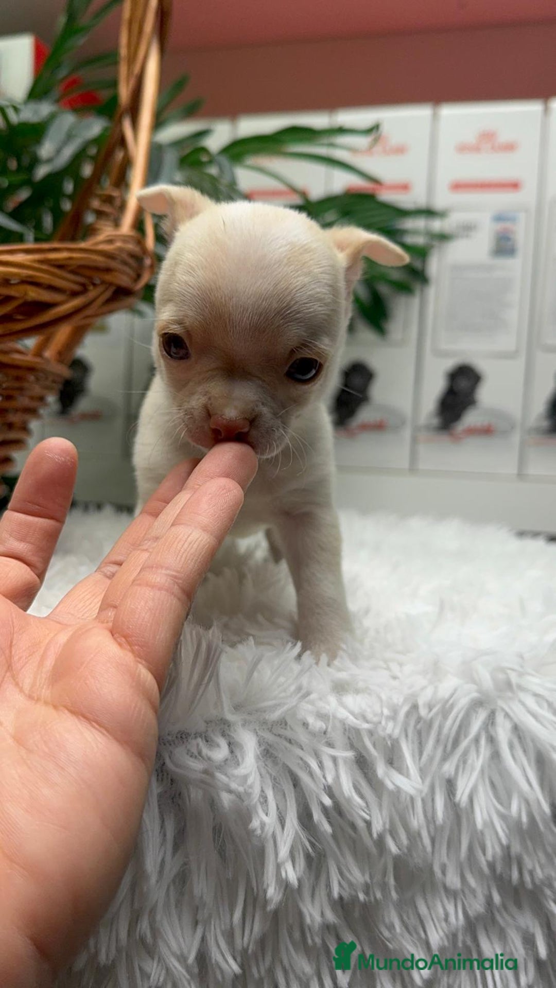 Chihuahua perros en venta: CHIHUAHUA MACHO - Anuncio 9