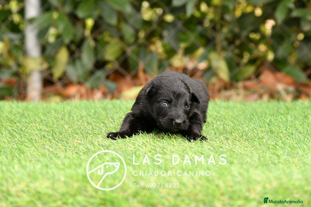 Pastor Alemán perros en venta: Pastor alemán disponibles - Imagen 8