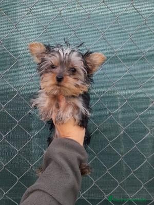 Yorkshire Terrier perros en venta: Yorkshire toy - Anuncio 1