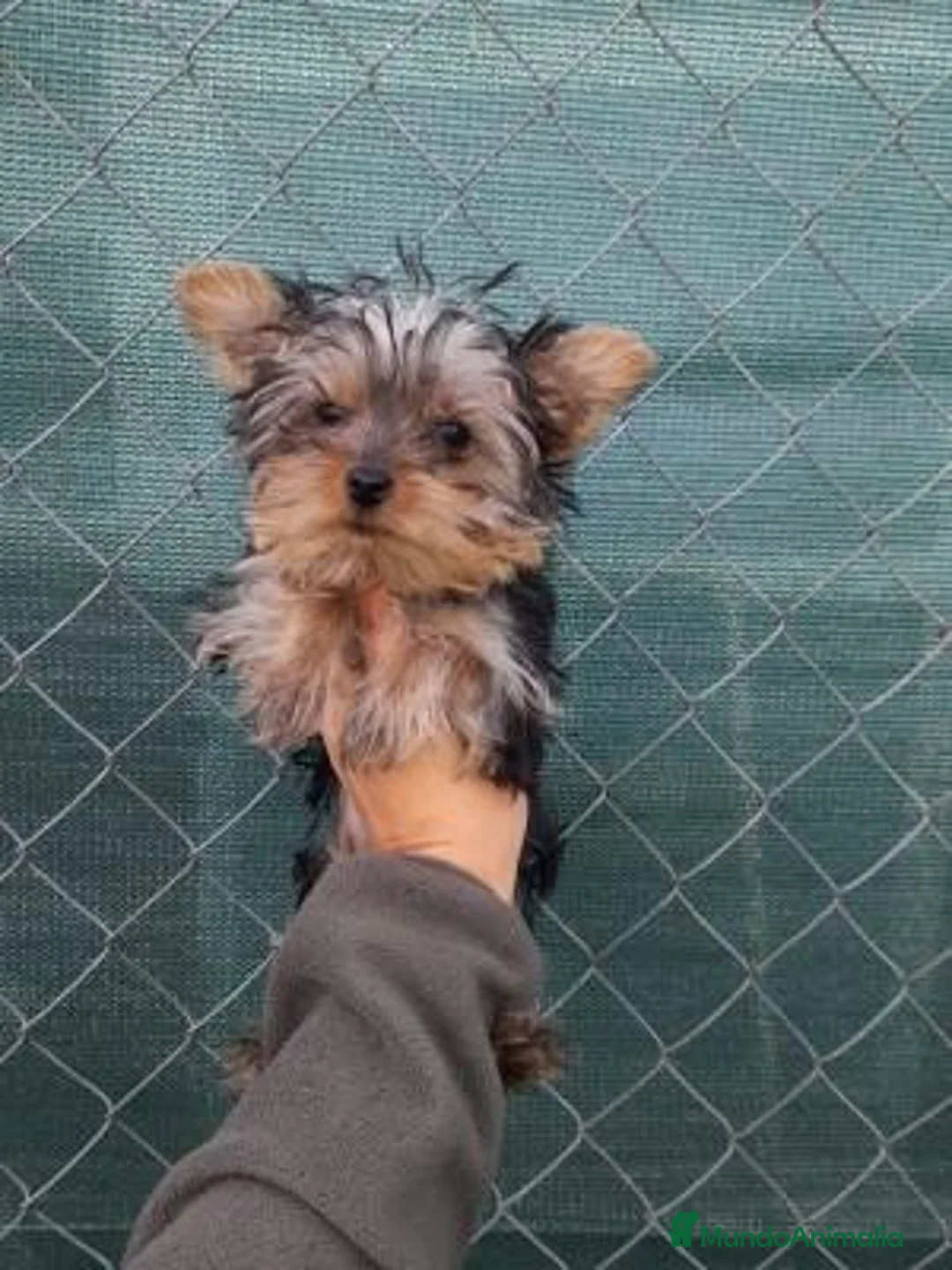 Yorkshire Terrier perros en venta: Yorkshire toy - Anuncio 1