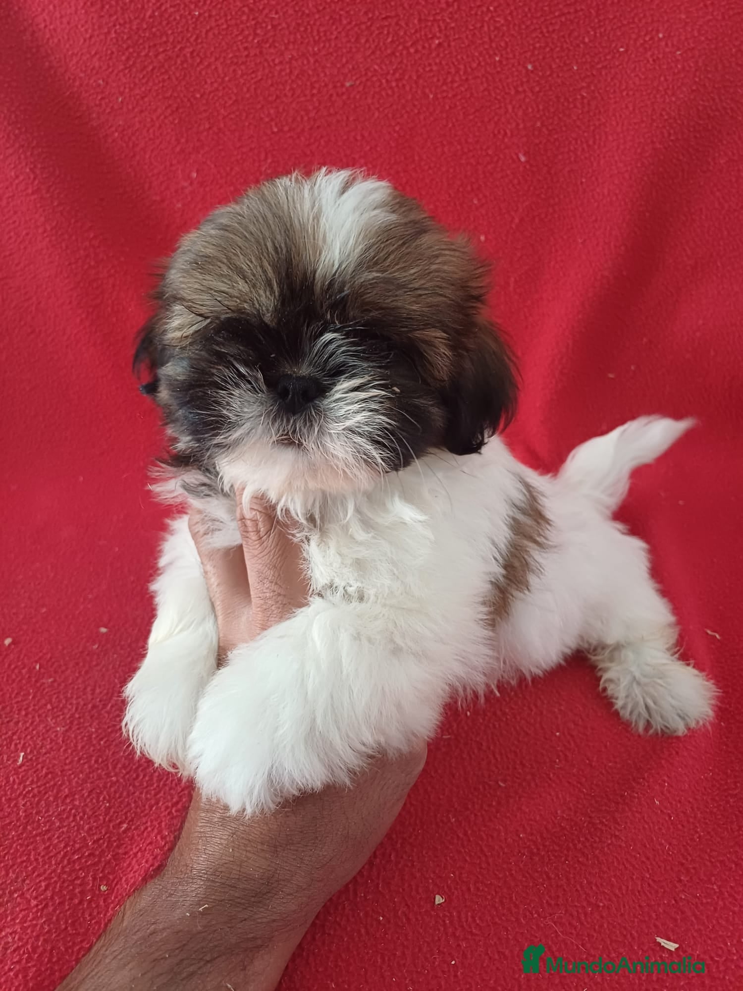 Shih Tzu perros Shitzhu  - Anuncio 1