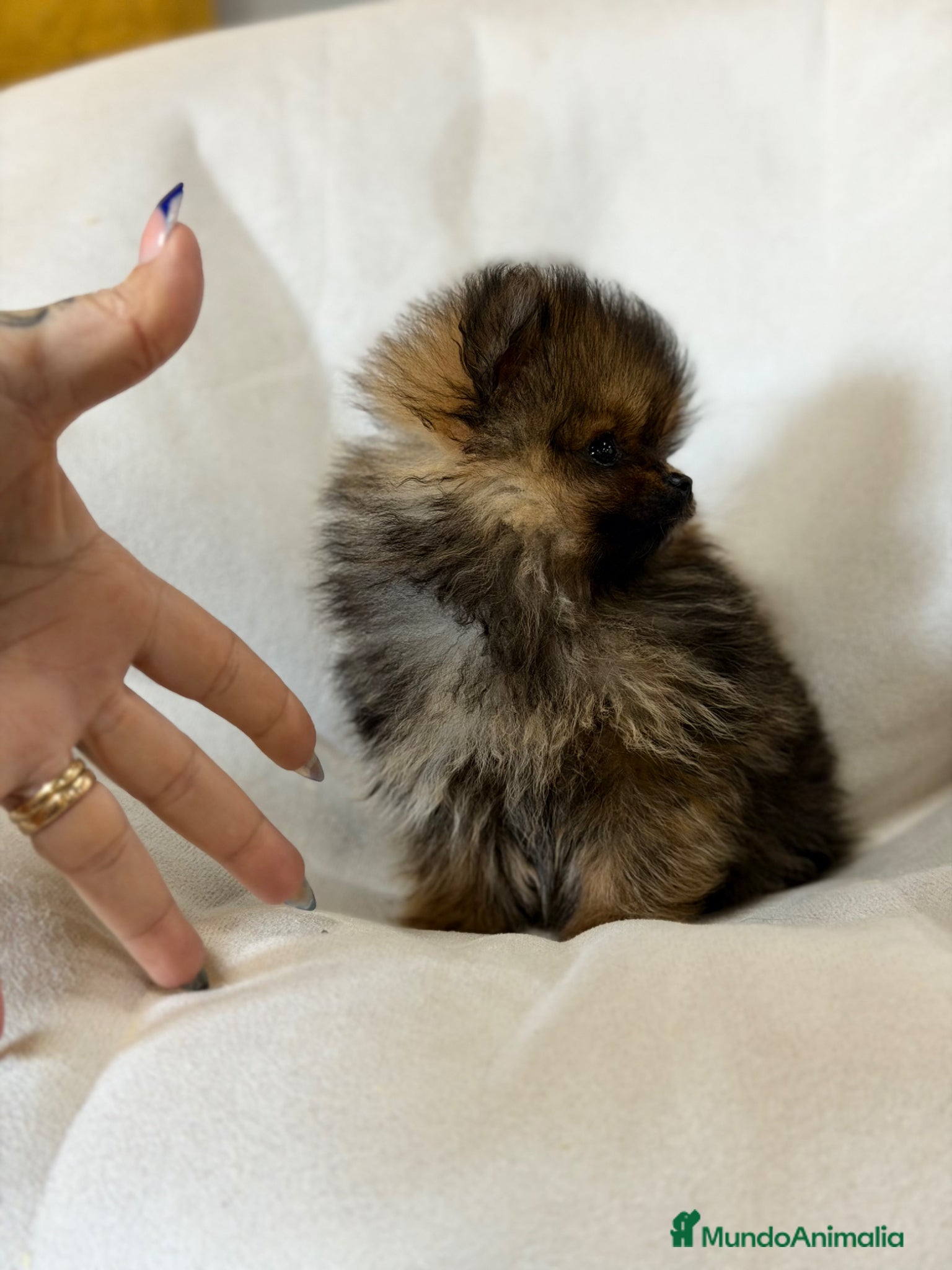 Pomerania perros Pomerania micro  - Anuncio 1