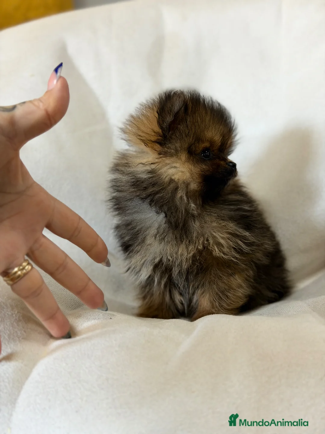 Pomerania perros en venta: Pomerania micro  - Anuncio 1