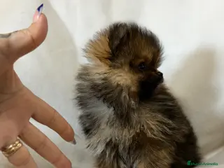 Pomerania perros Pomerania micro - Anuncio 1