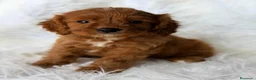 Cavapoo perros en venta: Cavapoo rojo  - Anuncio 10