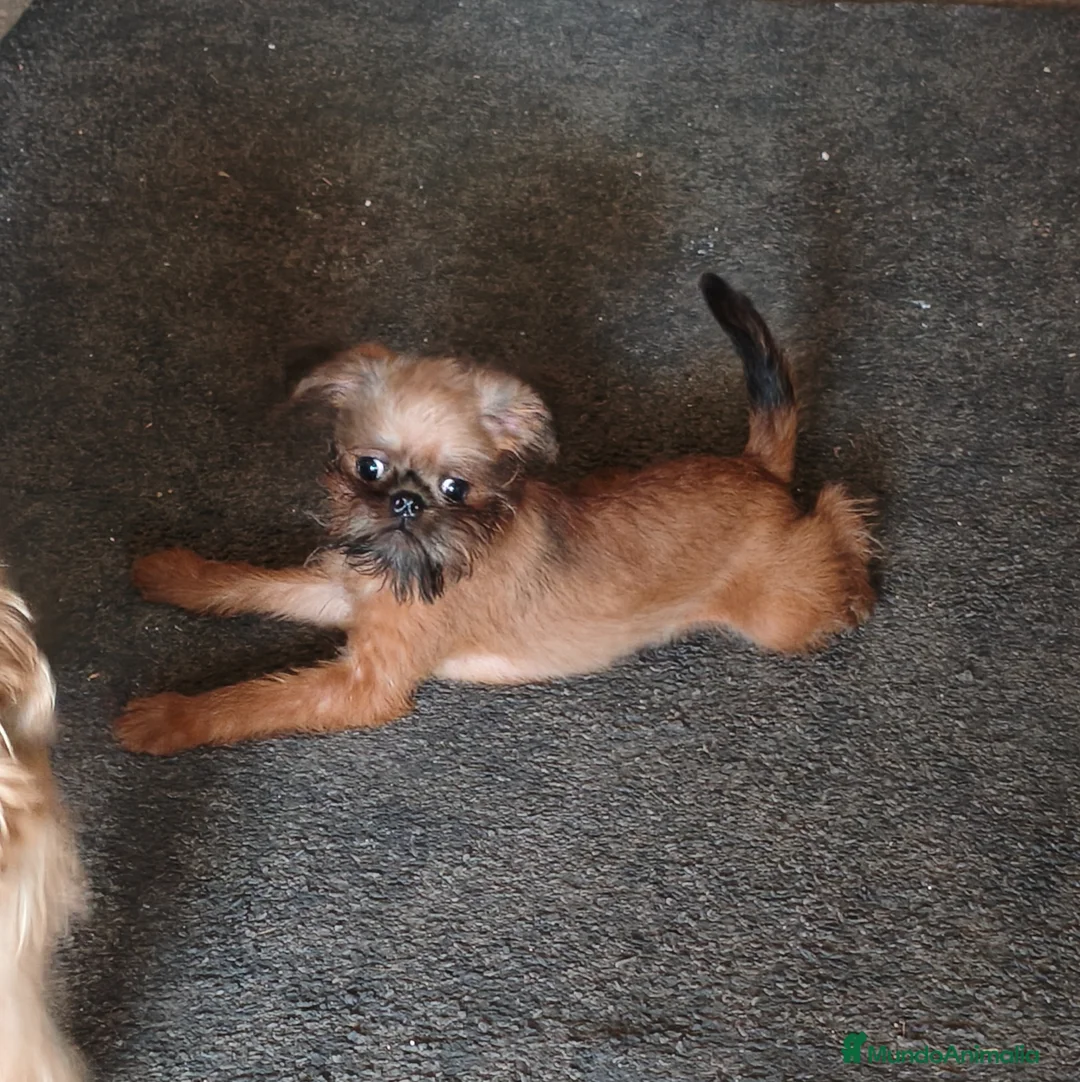 Grifón de Bruselas perros en venta: Griffon de bruselas macho cachorro disponible - Anuncio 2