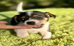 Jack Russell Terrier perros en venta: Jack Russell pata corta  - Imagen 2