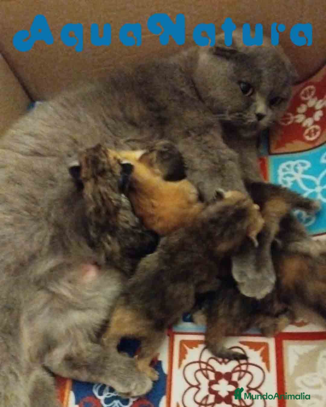 Británico de Pelo Corto gatos Camada British y Scottish Fold Shorthair - Anuncio 2