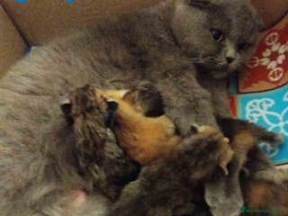 Británico de Pelo Corto gatos Camada British y Scottish Fold Shorthair - Anuncio 5