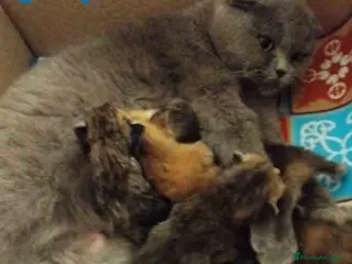 Británico de Pelo Corto gatos Camada British y Scottish Fold Shorthair - Anuncio 21