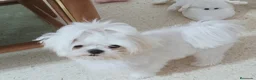 Bichón Maltés perros en venta: Bichon maltés hembra toy coreana ‼️ - Anuncio 2