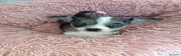 Chihuahua perros en venta: Chihuahuas,  - Anuncio 1