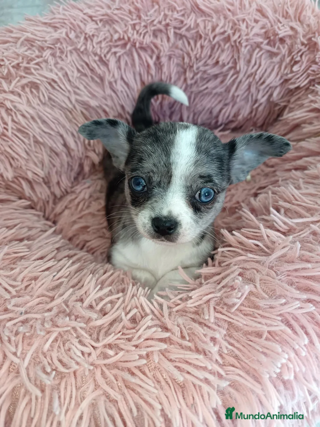 Chihuahua perros en venta: Chihuahuas,  - Anuncio 1