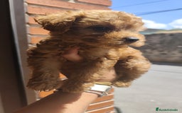 Caniche Toy perros en venta: Cachorros caniche rojo - Imagen 8