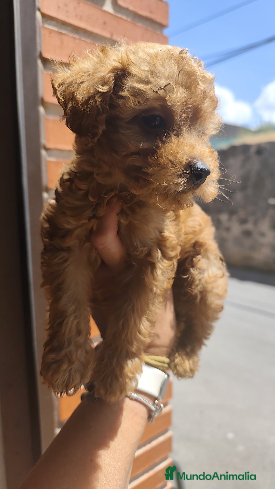 Caniche Toy perros en venta: Cachorros caniche rojo - Imagen 8