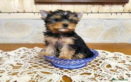 Yorkshire Terrier perros en venta: Cachorros Yorkshire de colores exóticos  - Imagen 1