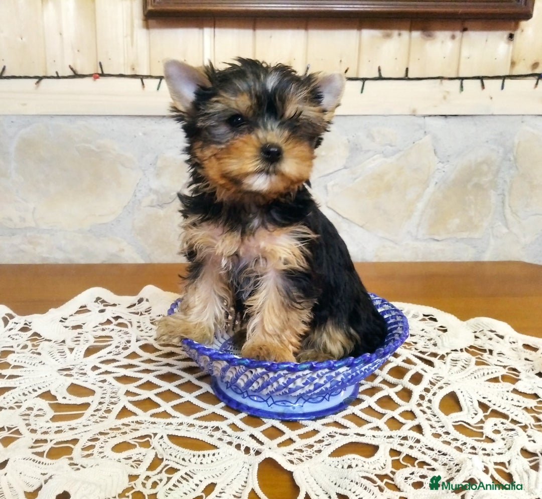 Yorkshire Terrier perros en venta: Cachorros Yorkshire de colores exóticos  - Imagen 1