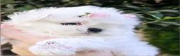 Bichón Maltés perros en venta: BICHON MALTES COREANO MINIATURA  - Anuncio 1