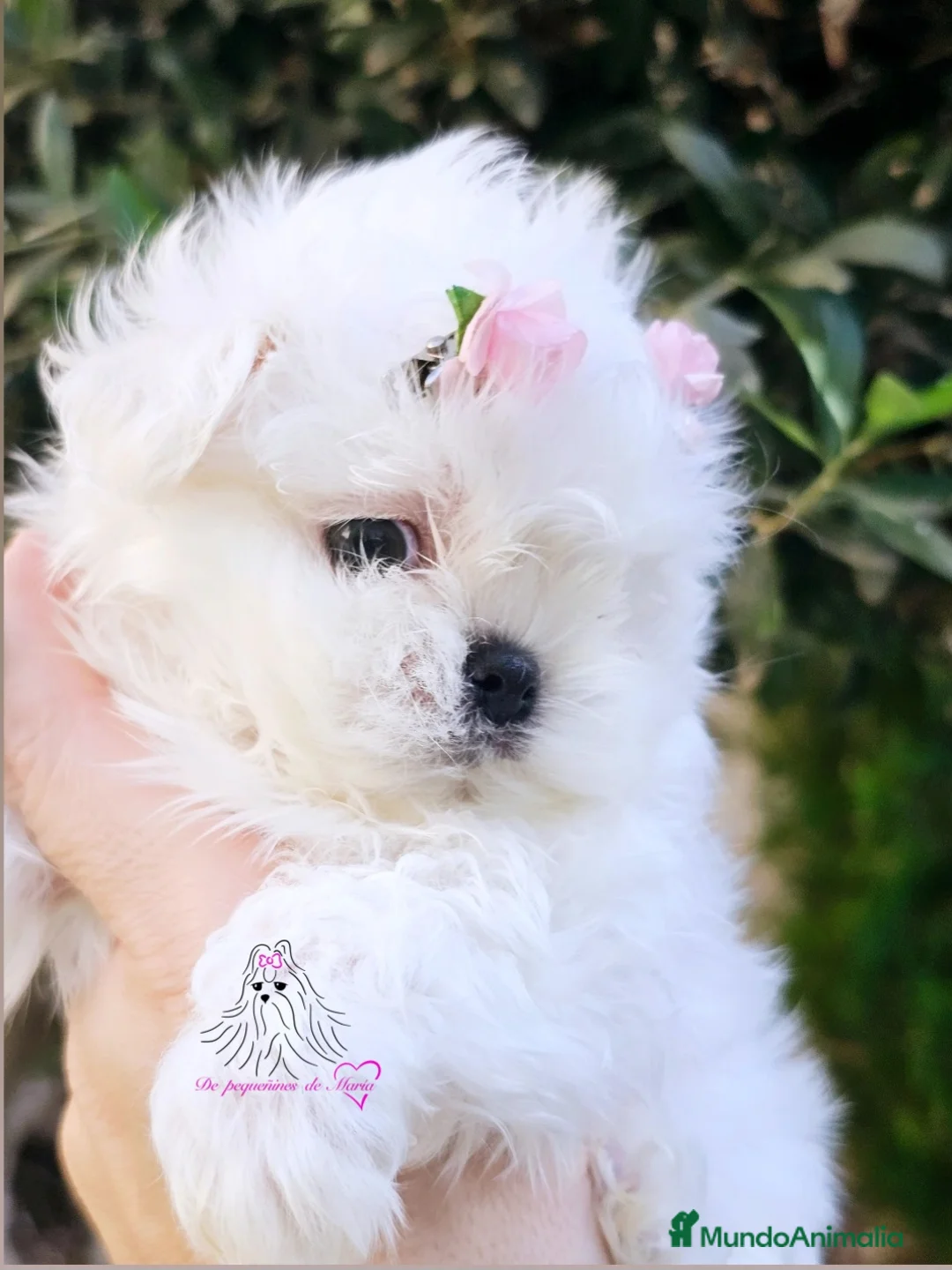Bichón Maltés perros en venta: BICHON MALTES COREANO MINIATURA  - Anuncio 1