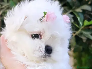 Bichón Maltés perros BICHON MALTES LÍNEA COREANA - Anuncio 1