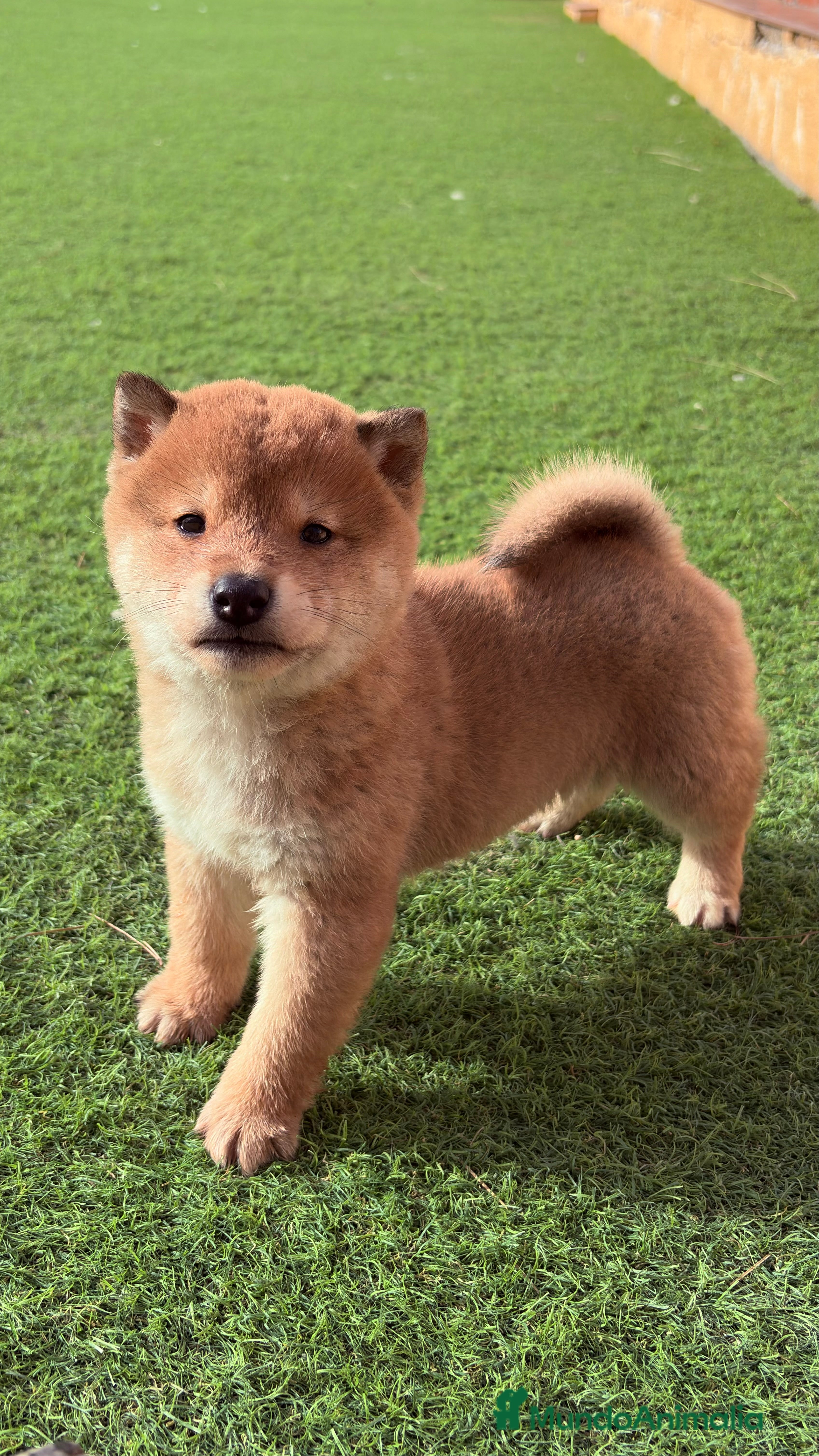 Shiba Inu perros Shiba Inu - Anuncio 2