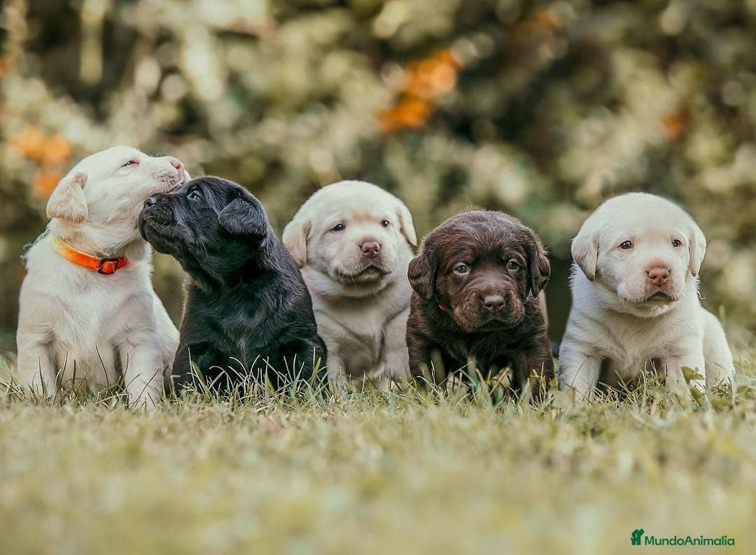 Labrador Retriever perros Cachorros Labrador  disponibles Financiación  - Anuncio 10