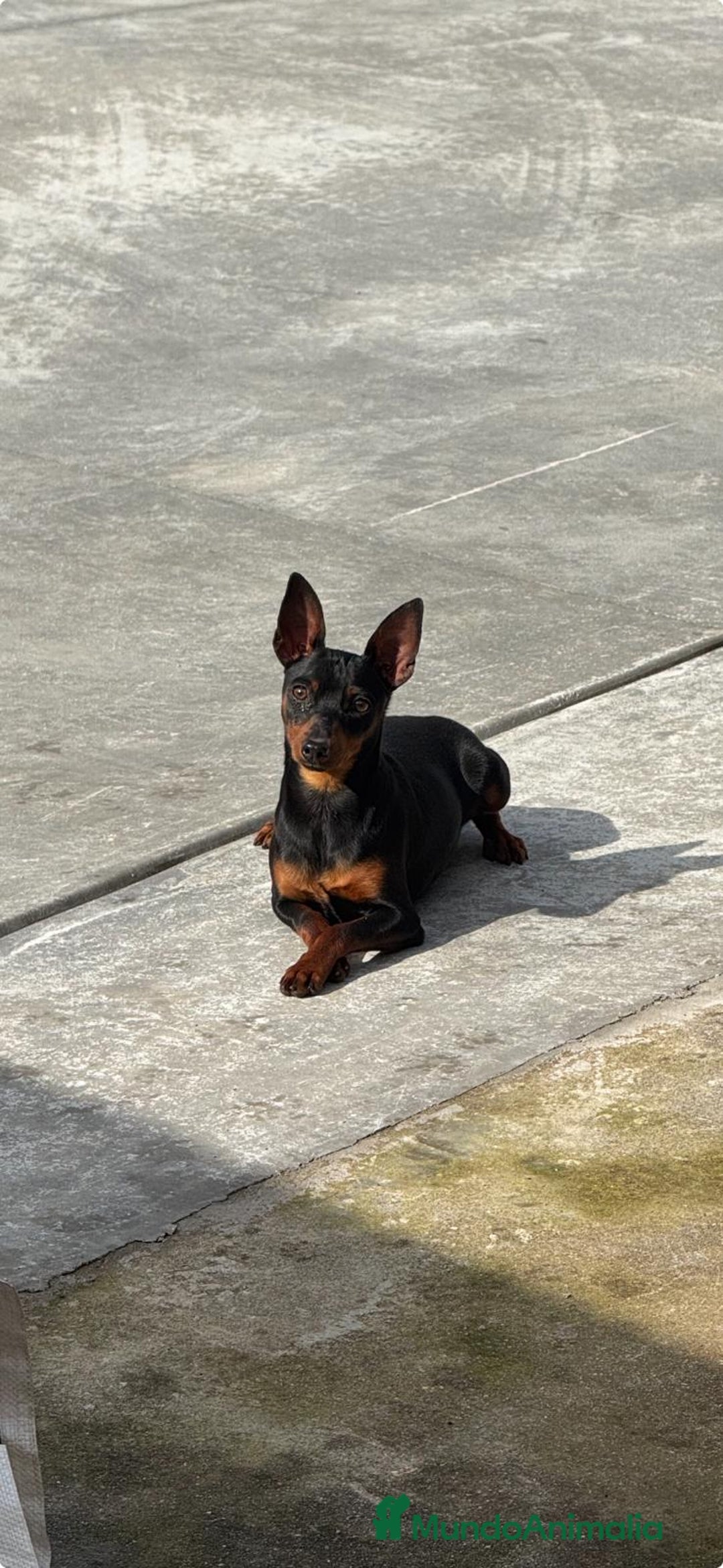 Pinscher Miniatura perros en venta: Cachorritos Pincher  - Imagen 1