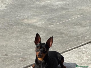 Pinscher Miniatura perros - Anuncio 1