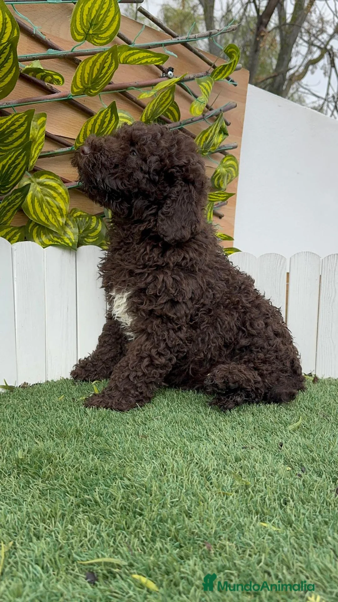 Perro de Agua Español perros en venta: PERRO DE AGUA HEMBRAS - Anuncio 4