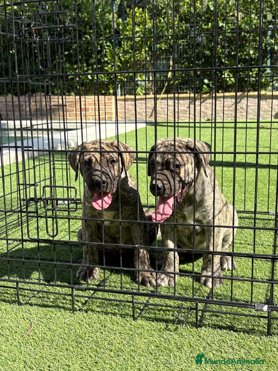 Dogo Canario perros en venta: Cachorros de presa canario - Imagen 8