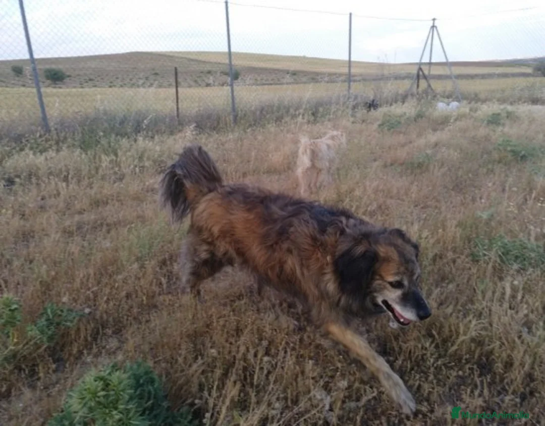 Raza Mixta perros en adopcion: CHAN, PERRITO EN ADOPCIÓN en Madrid - Anuncio 6