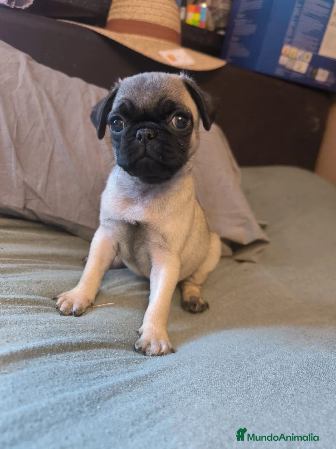 Carlino - Pug perros en venta: Cachorros de carlino pug  - Anuncio 20