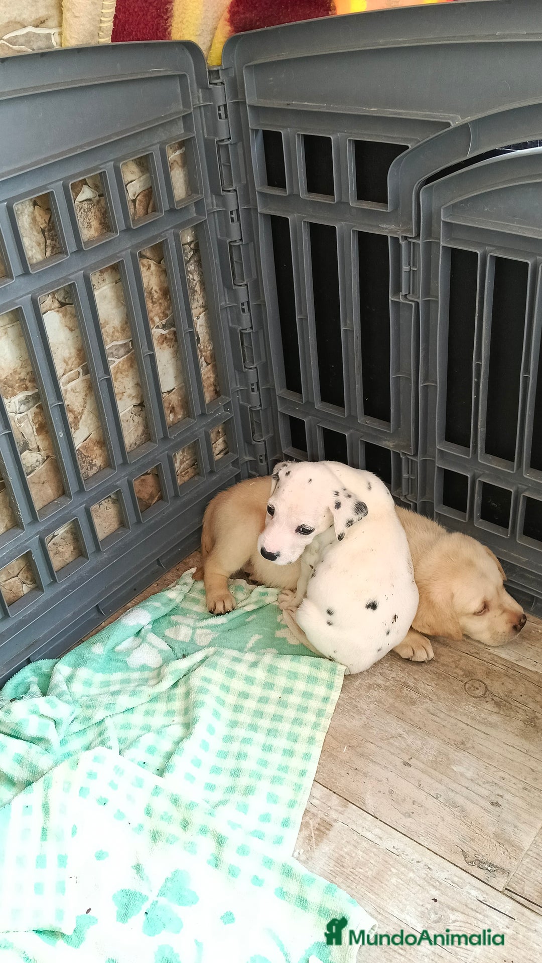 Labrador Retriever perros en venta: Labrador retriever dorado  - Imagen 2