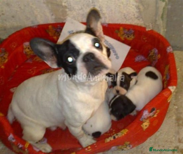 Imagen de galería {{count}}