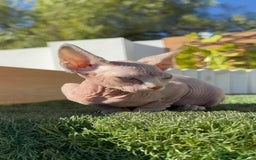 Sphynx gatos en venta: GATITAS SPHYNX - Anuncio 13