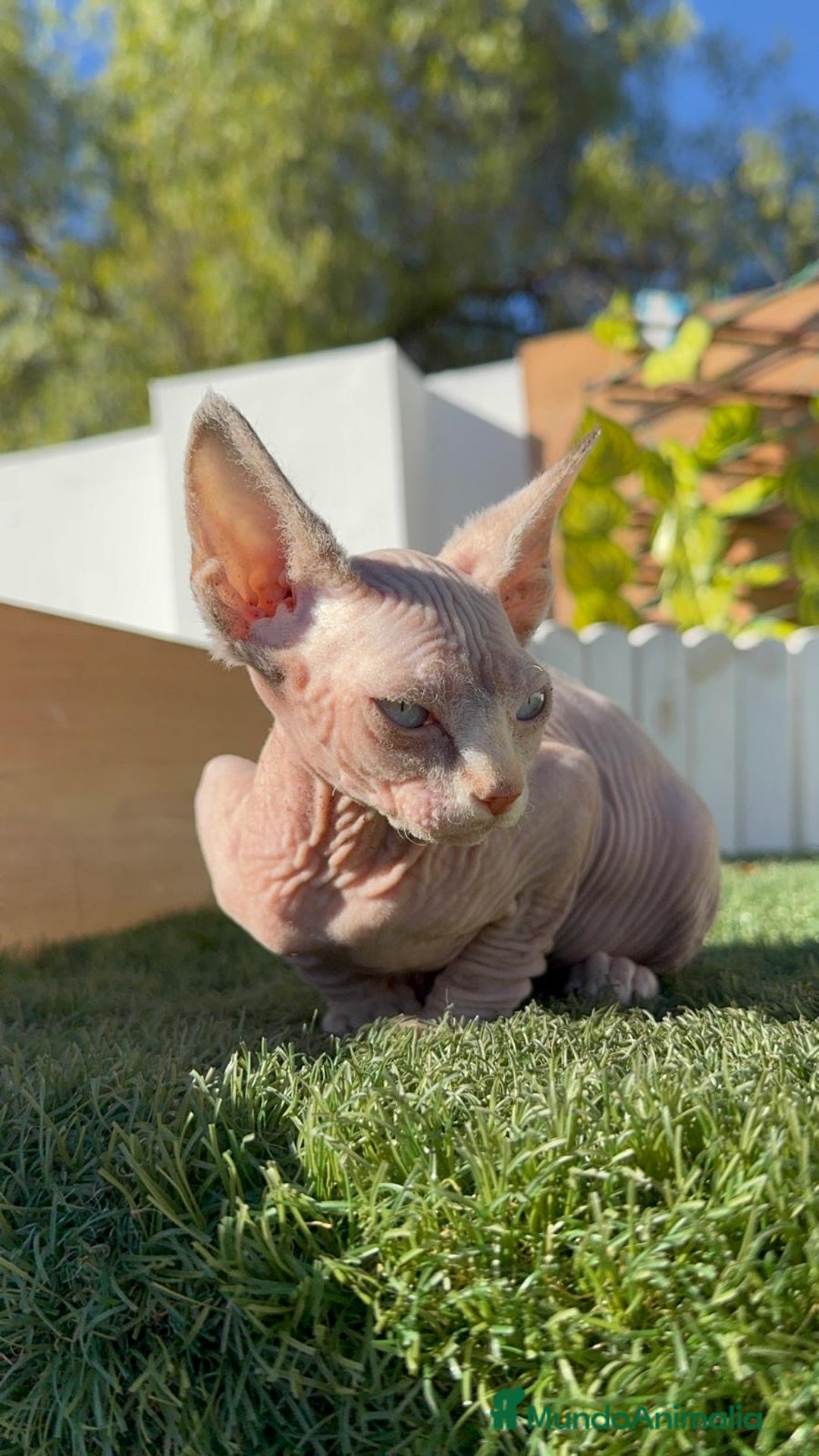 Sphynx gatos en venta: GATITAS SPHYNX - Anuncio 13